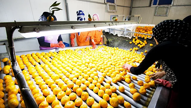 Yaş meyve sebze ve meyve sebze mamulleri ihracatına 2024 yılı hedefinin yarısı tutturuldu