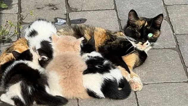 Yavruları Çalınan Kedinin çaresizliği