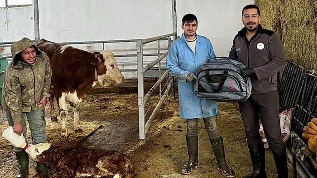 Yeni Doğan Buzağılara Hayat Veren Proje Malatya'da Sürüyor