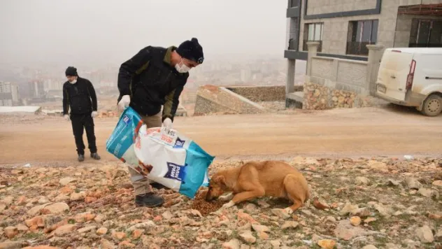 Yeşilyurt Belediyesi Ekipleri, Kış Günlerinde Sokak Hayvanlarını Unutmadı