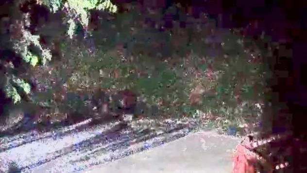 Yeşilyurt'ta Domuz Saldırısı Korkusu: Aç Kalan Domuzlar Evlerin Çevresinde Görüldü