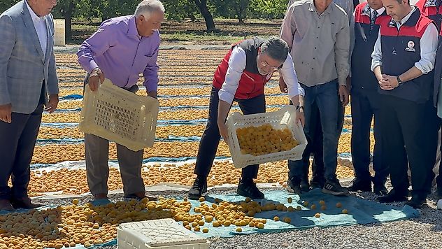 Yumaklı: Malatya Kayısısı Yeniden Dalında, Üreticimizin Yanındayız
