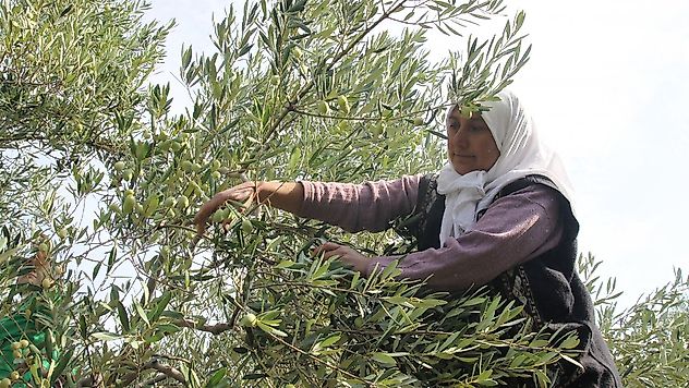 Zeytinin bereketi 'OLIVEtoLIVE' ile kadraja girecek