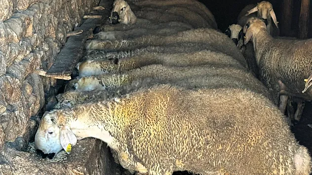 Zorlu Doğa Koşulları ve Destek Eksikliği Kurudere'de Hayvancılığı Sıkıntıya Sokuyor