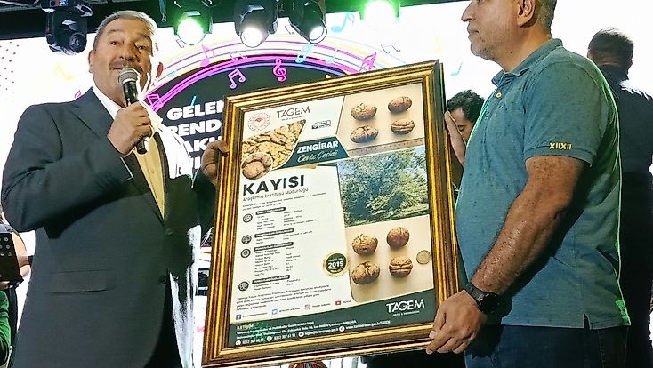 Darende’nin Tescilli Zengibar Cevizi Dünya Standartlarına Meydan Okuyor
