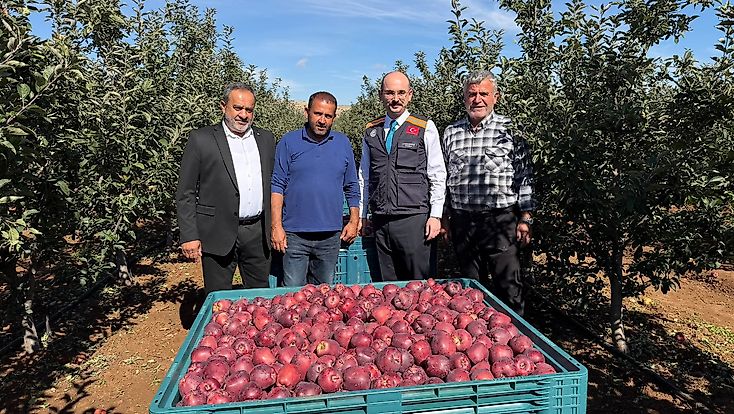 Doğanşehir’de Elma Bereketi: Hedef 16 Bin 549 Ton