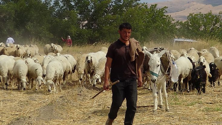 Hayvan yetiştiricileri: En büyük sorunumuz çoban ve mera