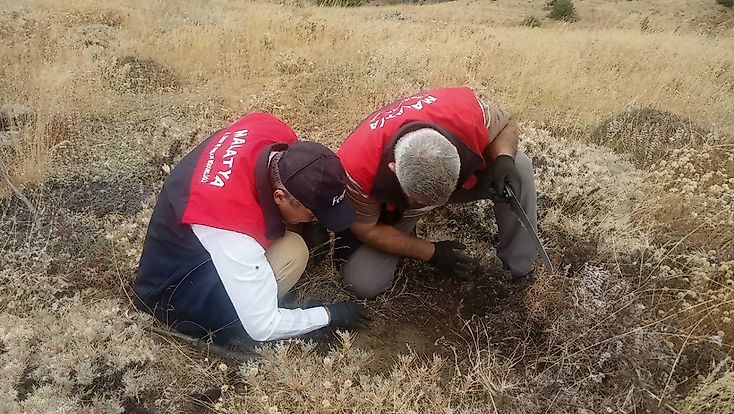 Malatya’da Hububat Tarlalarında Süne Alarmı: Ekipler Sahada
