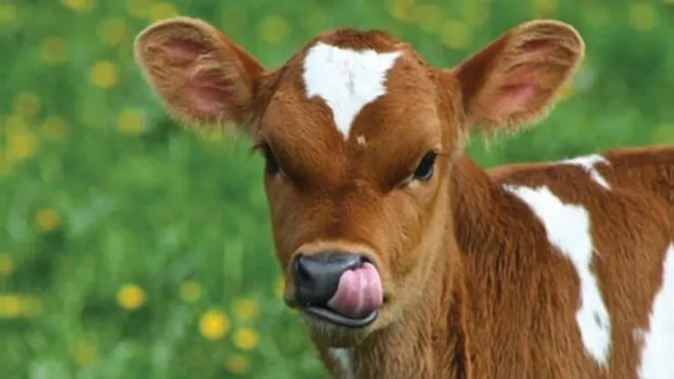 1. Dönem Buzağı Desteği Ödeme Takvimi (2025)