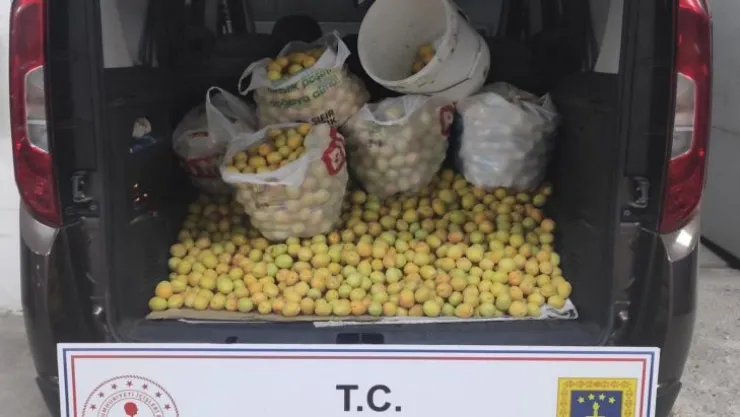 Bağ, Bahçe ve Tarladan Kayısı Hırsızlığı