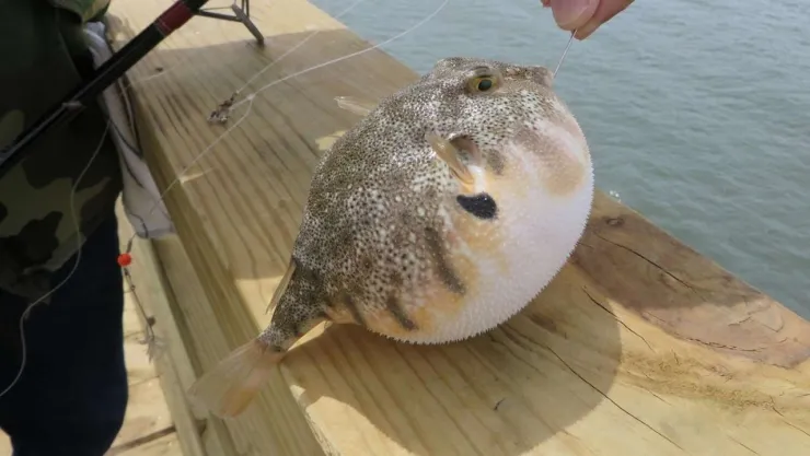 Balon balığı avcılığı destekleme tutarı 35 TL oldu