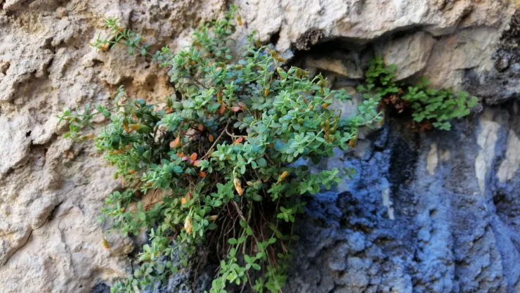 Bilim İnsanları Açıkladı: Malatya'da Yetişen Endemik Bitki Güçlü Bir Doğal Antioksidan
