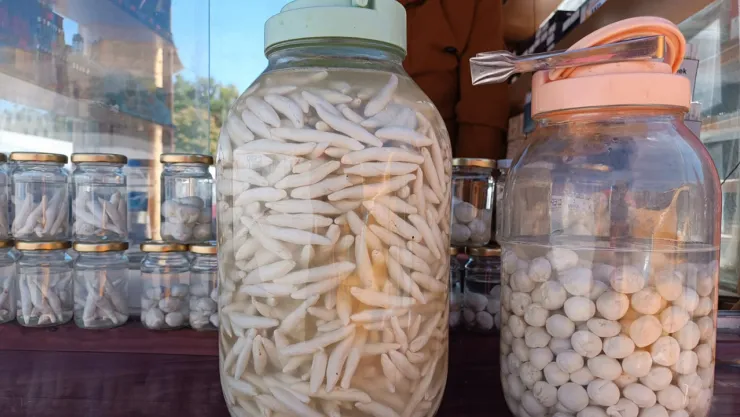 Dağlardan gelen şifa kenger sakızı el yakıyor