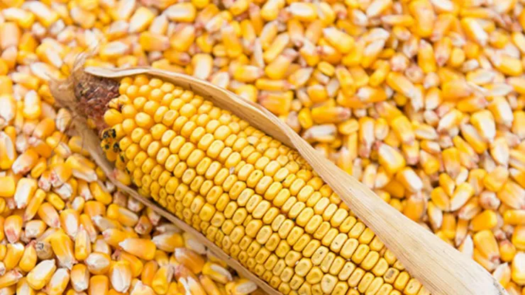 Dalaman Tarım İşletmesi 2025 Üretimi Mısır Satışı İçin İhaleye Çıkıyor