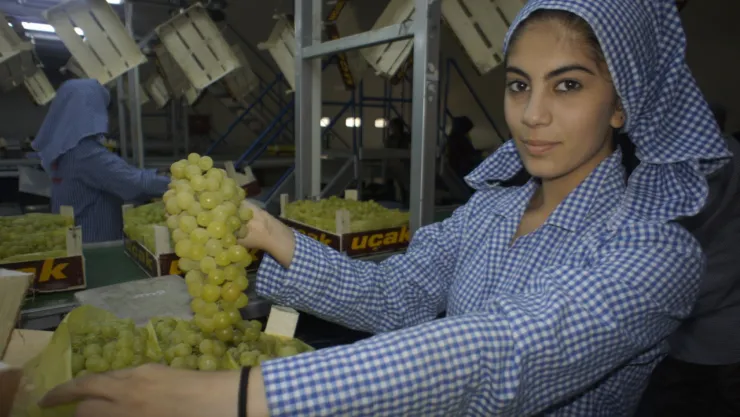 Diyabet hastalarının yolunu dört gözle beklediği Superior Seedless üzümü sofralardaki yerini aldı