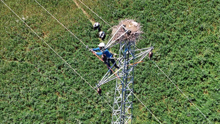 Doğa ile Enerji Arasında Denge: Fırat EDAŞ'tan Kuş Dostu Uygulamalar