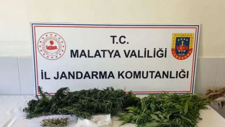 Doğanşehir'de Kenevir ekimine gözaltı