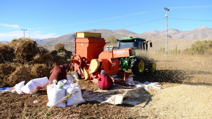 Doğanşehir'de Kuru Fasulye Hasadı Başladı