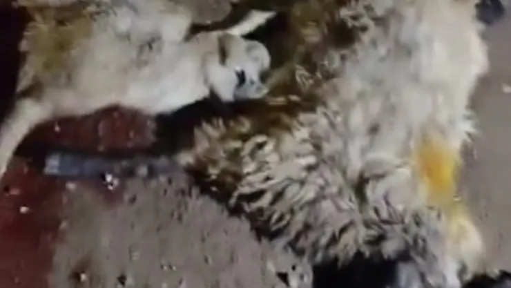 Erkenek'te Feci Kaza: Tır Sürüye Çarptı, 13 Hayvan Telef