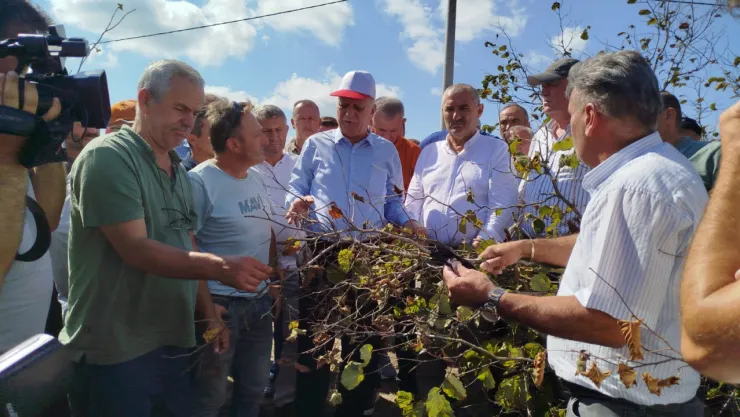 Fındık kuraklık vurgunu yedi, rekolte tahminini tutturabilmemiz mümkün görünmüyor
