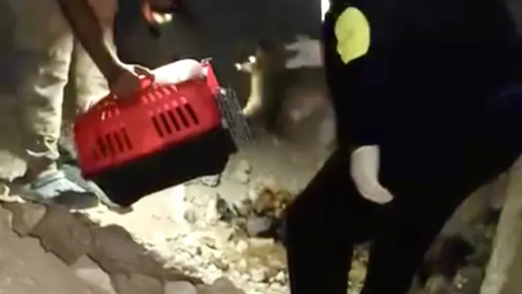 Karagöz TOKİ Yolunda Acı Olay: Anne Köpek ve Yavruları Mağarada Ölü Buldu