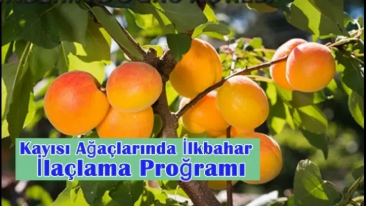 Kayısı Ağaçlarında İlkbahar İlaçlama