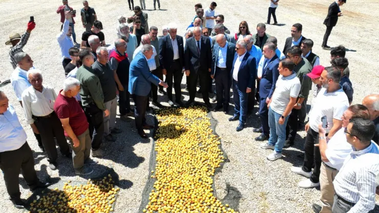 Kayısı Festivali 19-21 Temmuz Tarihleri Arasında Yapılacak
