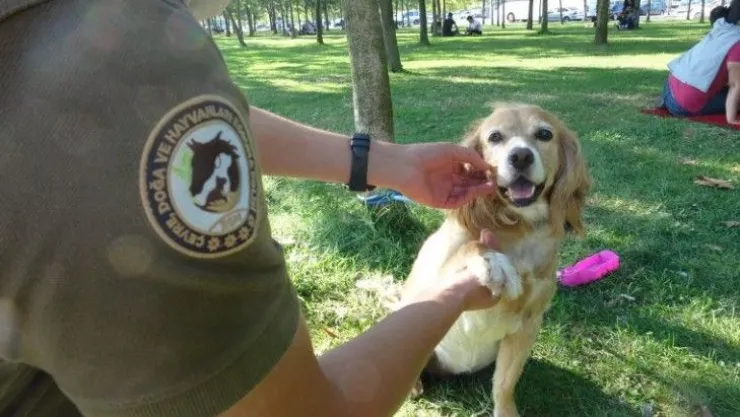 Köpeklere İşkence Yapan Şahısa Ceza