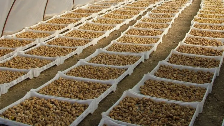 Kuru incirde aflatoksin ve okratoksinle mücadele için üreticilere 19 bin kerevet dağıtıldı