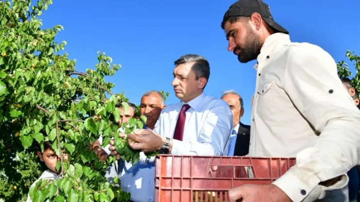 Malatya'da Kayısı Hasadı Başladı