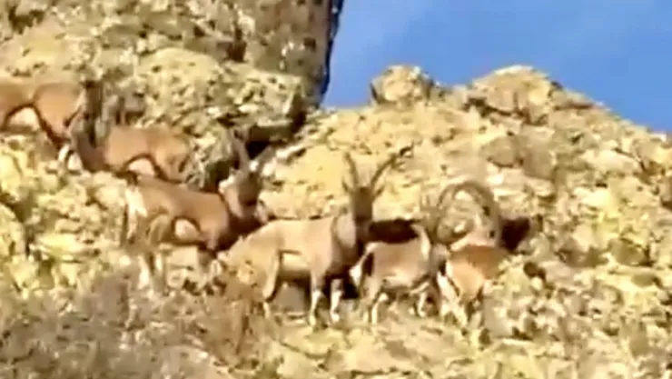 Malatya'da Yaban Keçileri İçin Duyarlılık Çağrısı
