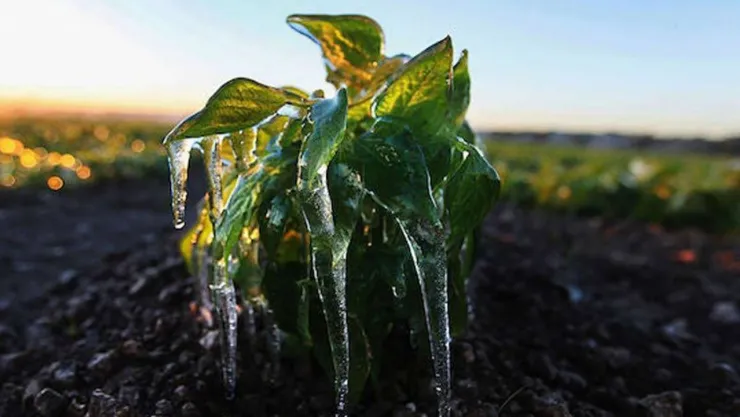 Meteorolojiden soğuk hava ve zirai don uyarısı