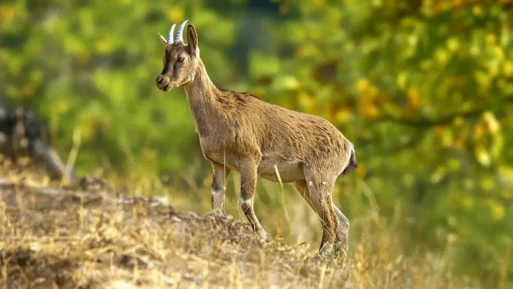 Sabah Sessizliğinde Objektife Takılan Zarif Misafir: Yaban Keçisi