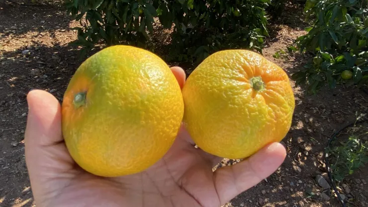 Satsuma mandalinanın ihracat yolculuğu 20 Ekim'de başlıyor