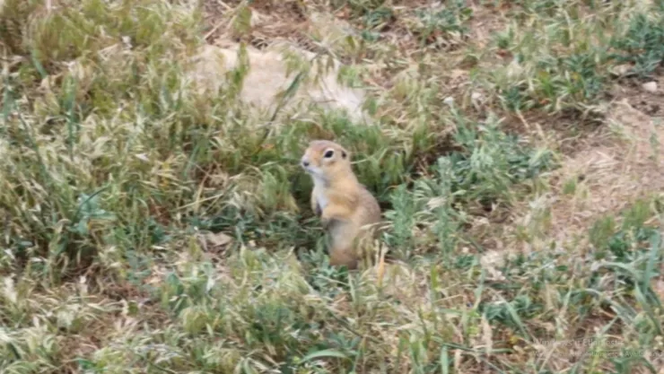 Sessiz Kahraman Anadolu Yer Sincabı, Darende'de Kameralara Takıldı