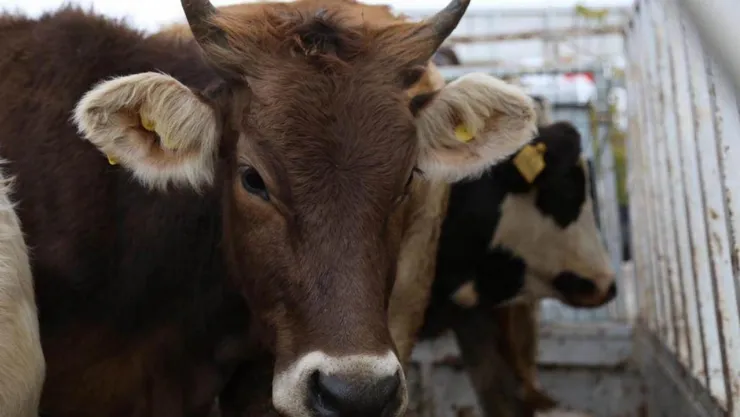 Tarım ve Orman Bakanlığı'ndan hayvan nakillerine yönelik yeni düzenleme