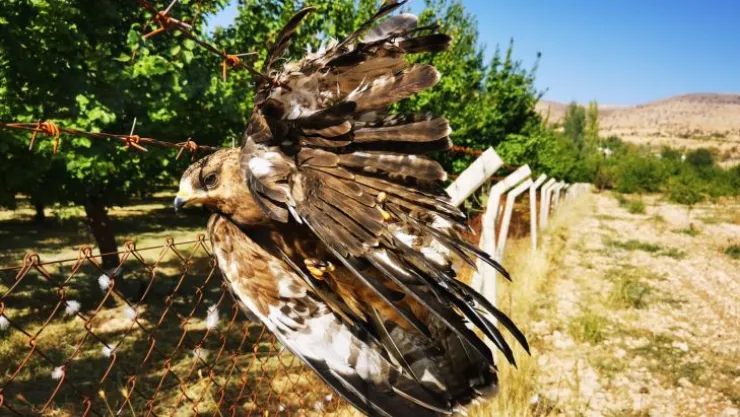 Tele takılan Şahin İtfaiye personelleri tarafından kurtarıldı