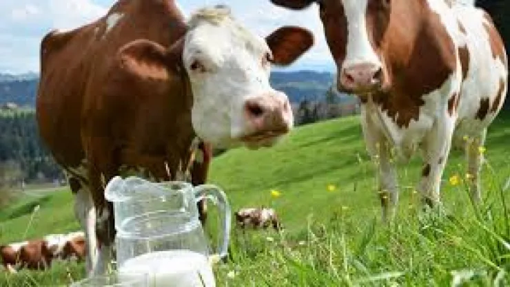Ticari süt işletmelerince 934 bin 396 ton inek sütü toplandı