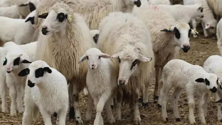 TİGEM'den 1200 küçükbaş hayvan için satış ihalesi