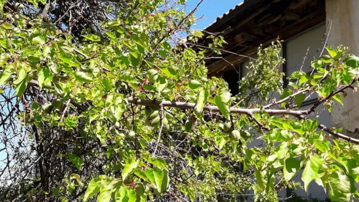 Tüfenkci: Kayısı Üreticisine 3,1 Milyar TL TARSİM Ödemesi Yapıldı