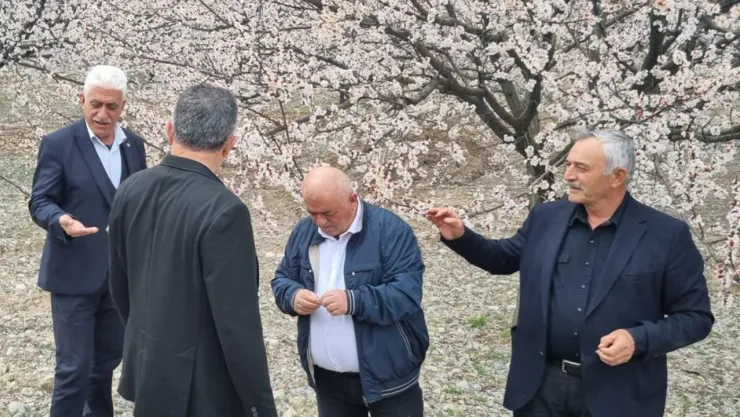 TZOB yönetim kurulu üyesi Kılıç: Kayısıda zarar büyük