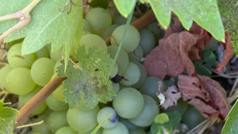 Azezi ve Kabarcık Üzümleri Darende'de Yok Olma Tehlikesinde