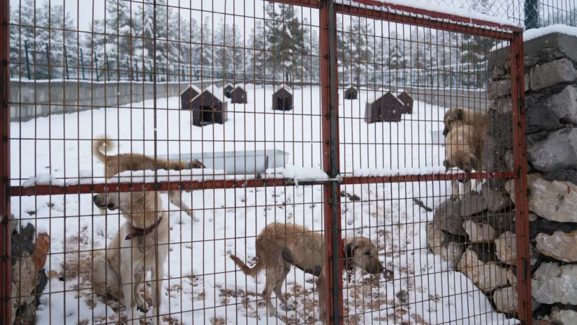 Battalgazi Belediyesi'nden Sahipsiz Hayvanlara Modern Barınak