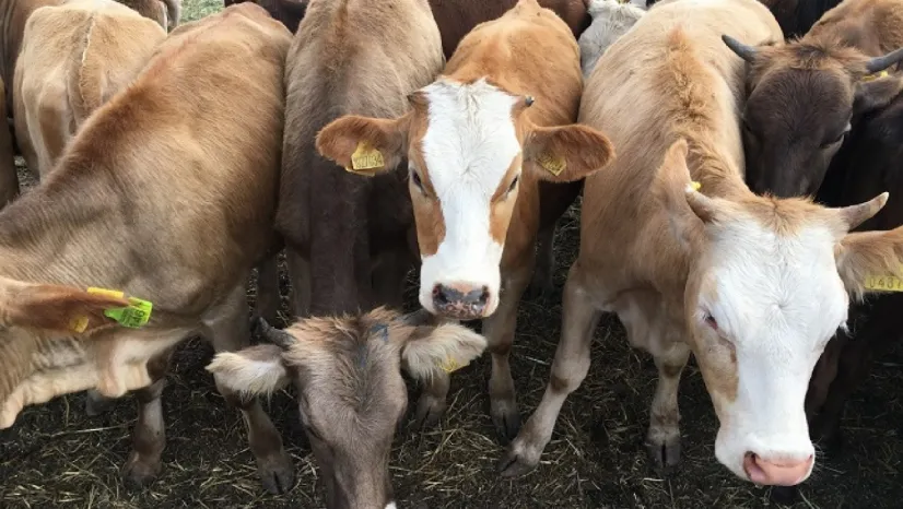 Besilik Hayvan İthalatında 2026 Takvimi Açıklandı