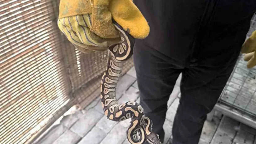 Ceketten Yılan Çıktı! Polisler Gözlerine İnanamadı