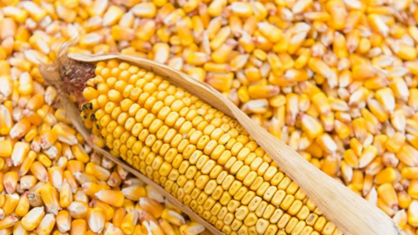 Dalaman Tarım İşletmesi 2025 Üretimi Mısır Satışı İçin İhaleye Çıkıyor