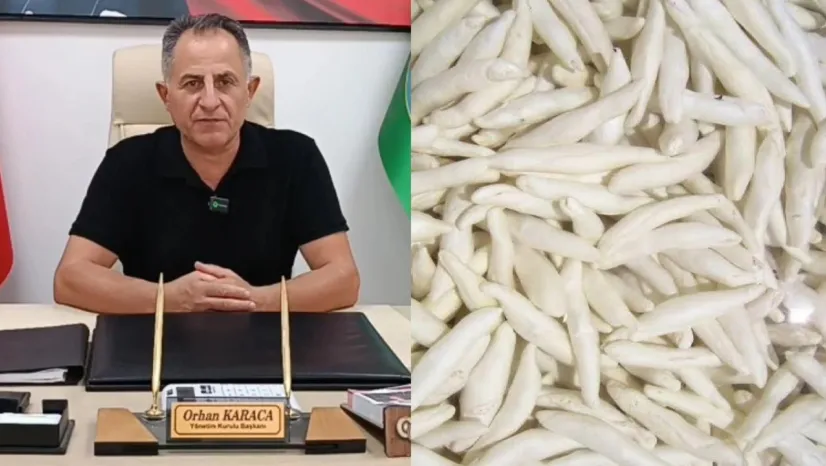 Darende Ziraat Odası, Kenger Sakızını Marka Değerine Dönüştürüyor