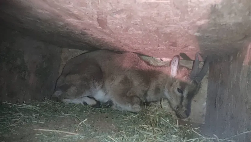 Hekimhan'da Yavru Dağ Keçisi Duyarlı Vatandaş Sayesinde Kurtarıldı