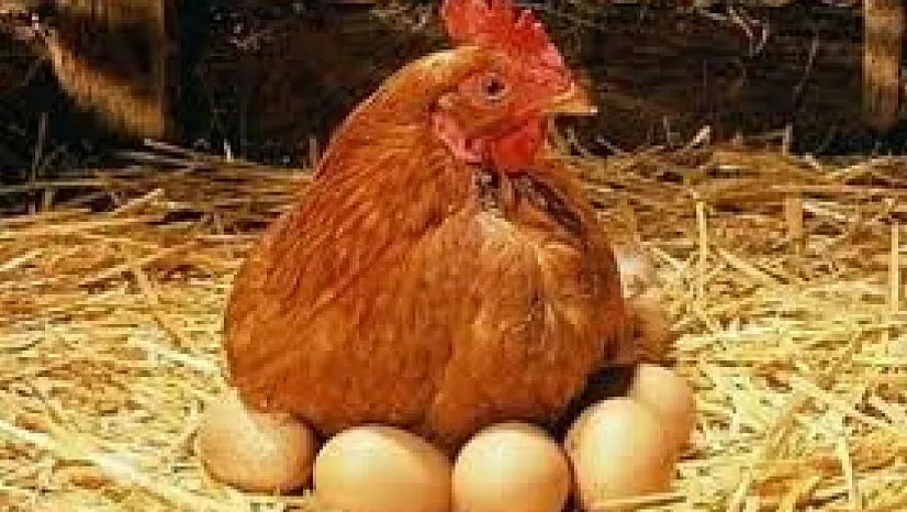 Kanatlı Sektörü Yıl Sonunu Yükselişle Kapattı