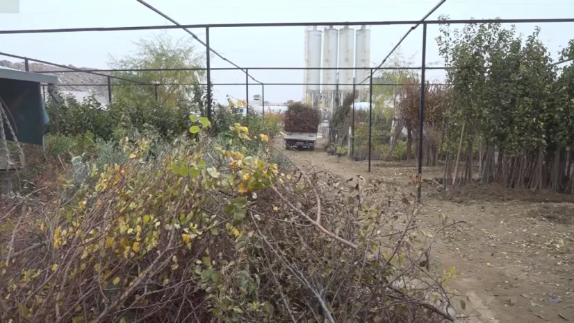 Malatya'da Afet Sonrası Büyük Kayıp: Fidanların Yarısı Hasarlı